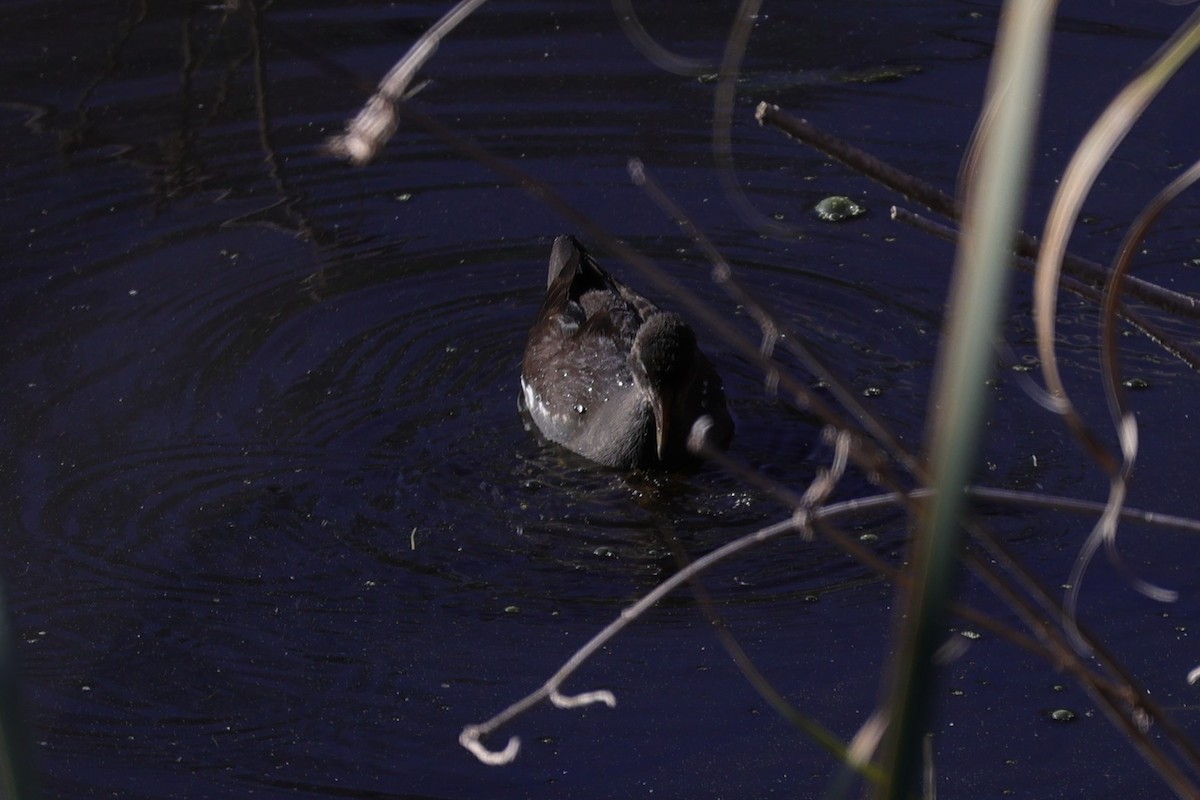 Gallinule poule-d'eau - ML644705418