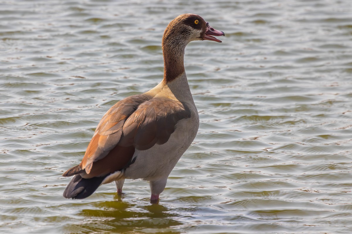 Egyptian Goose - ML644705422
