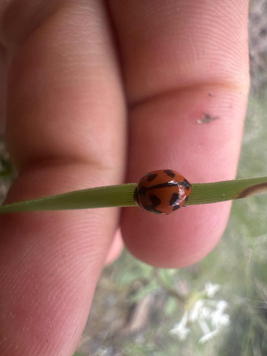 Small Transverse Ladybird Beetle - ML644705428