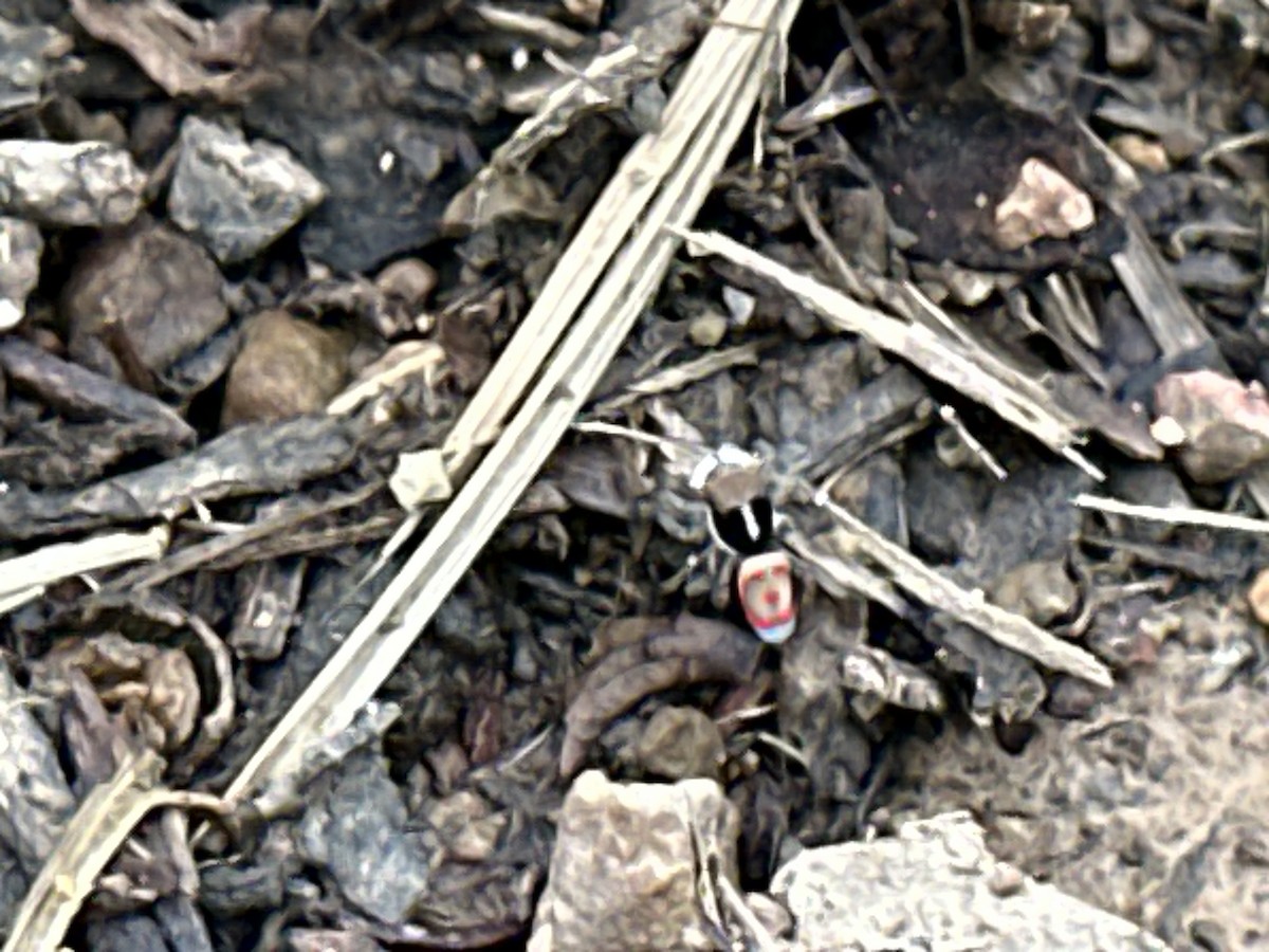 Common Peacock Spider - ML644705429