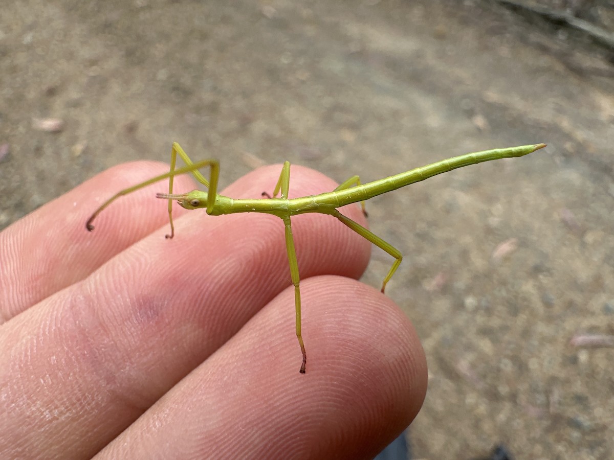 Spur Legged Phasmid - ML644705430