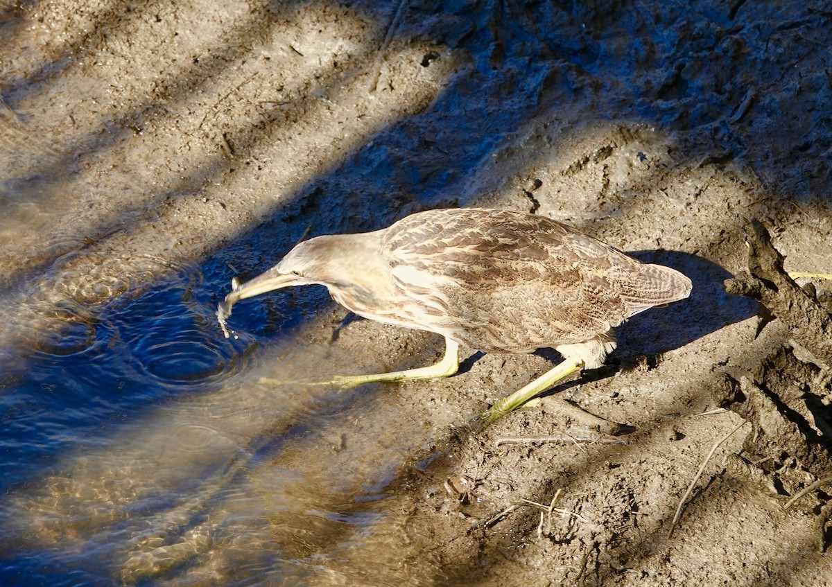 Amerika Balabanı - ML644705433