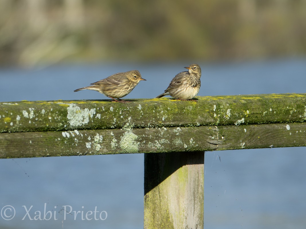 Rock Pipit - ML644705434