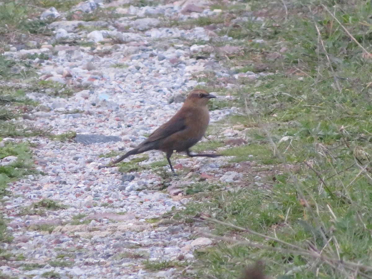 Rusty Blackbird - ML644705450