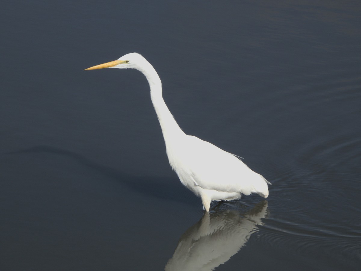 Great Egret - ML644705452
