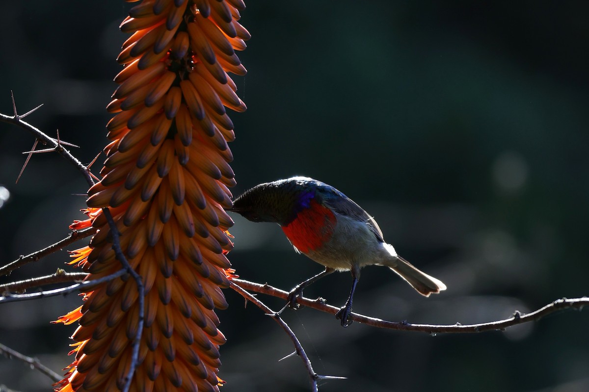 strdimil západokapský - ML644705454