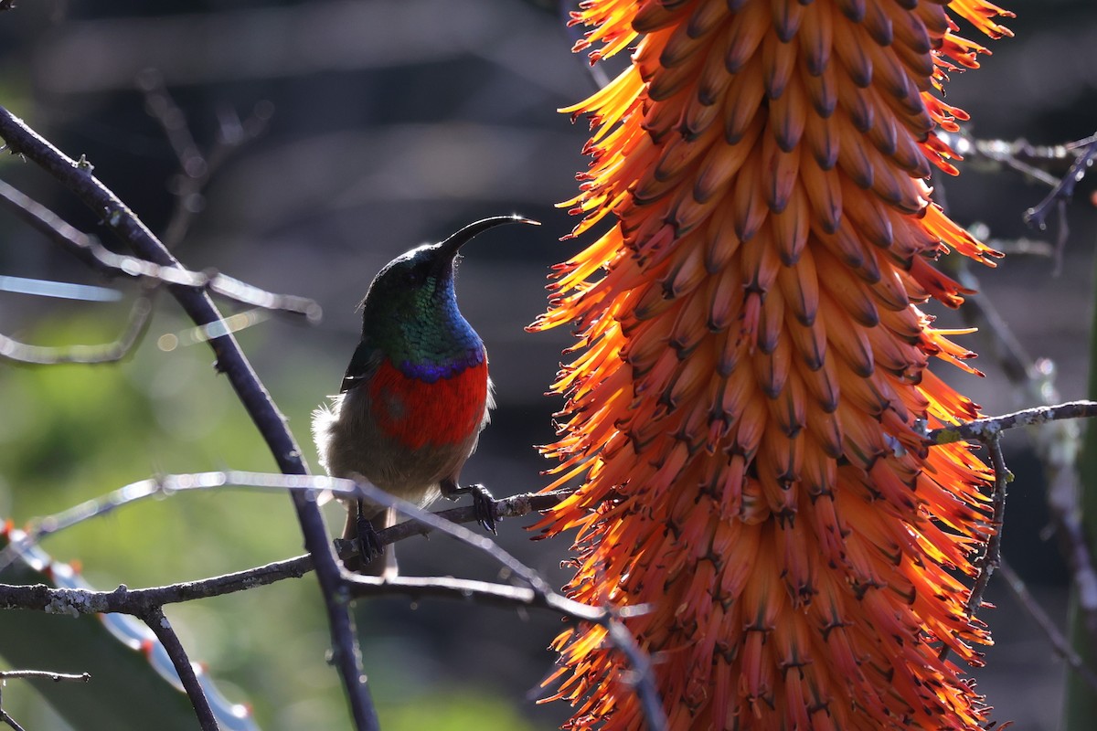strdimil západokapský - ML644705456
