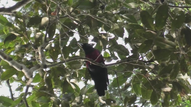 ヒムネスミゴロモ - ML644705459