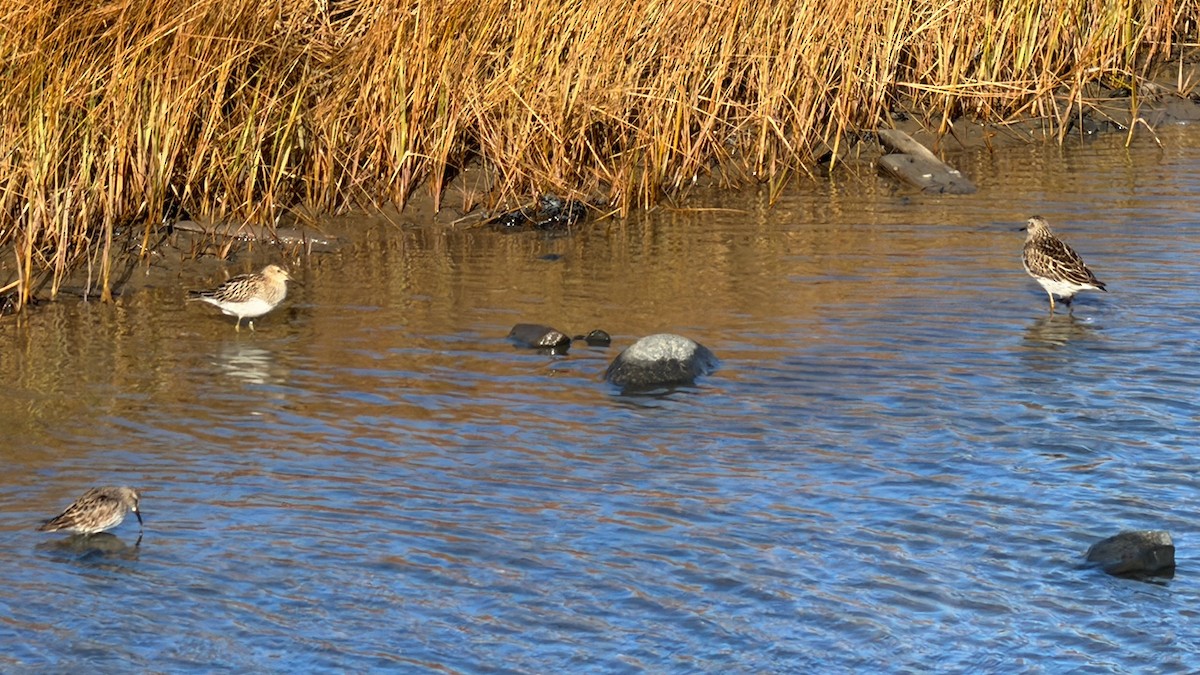 Txirri pektorala - ML644705461