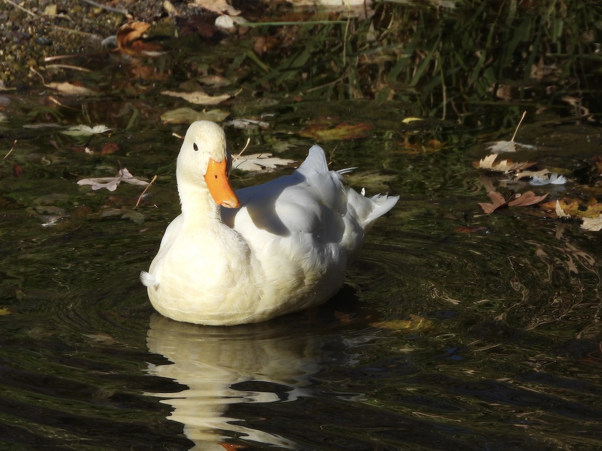 Mallard (Domestic type) - ML644705462