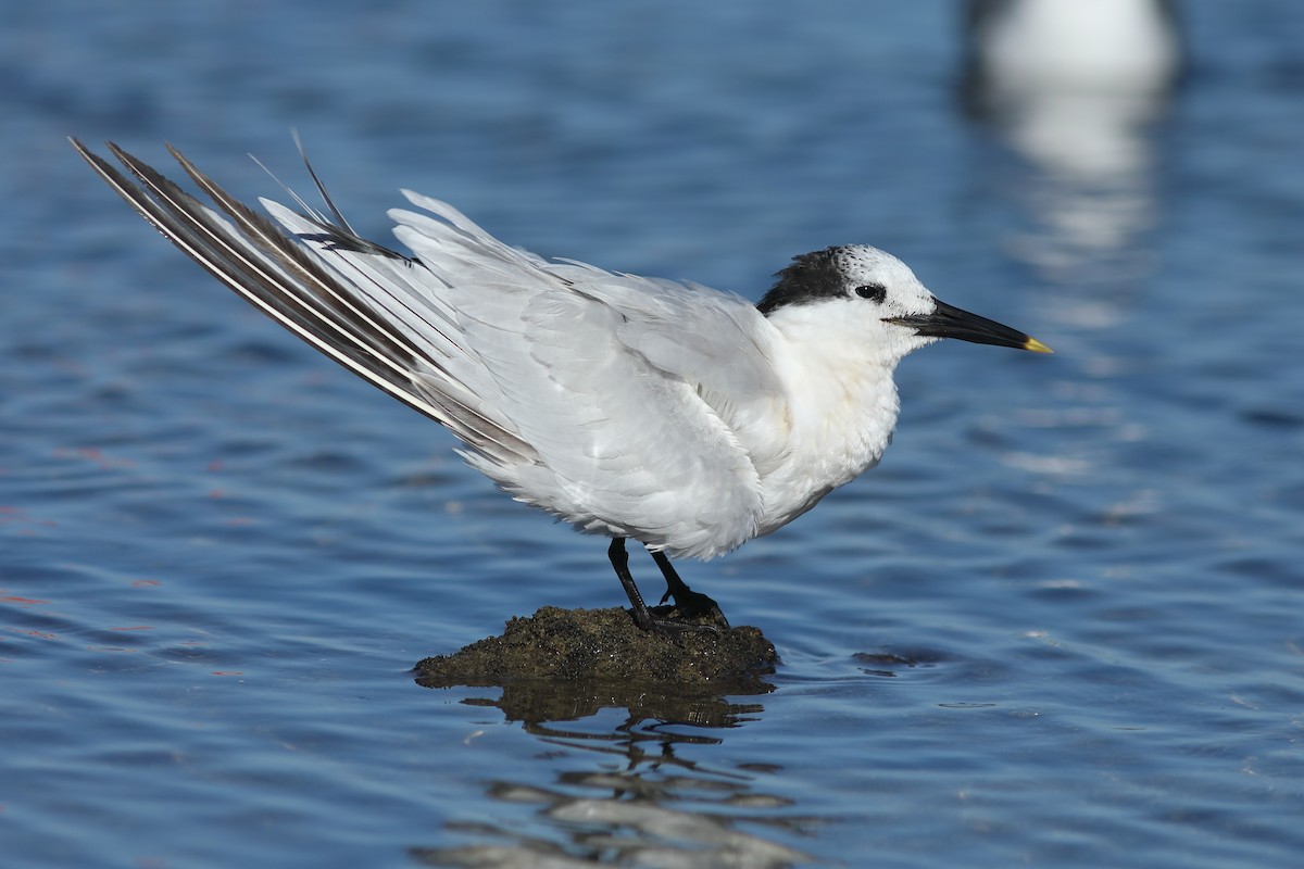 Sterne caugek - ML644705473