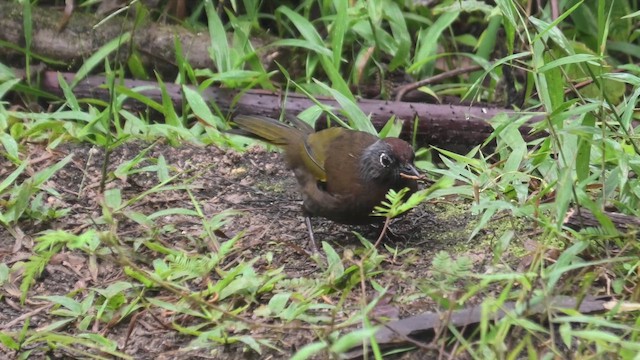 マレーシアガビチョウ - ML644705476