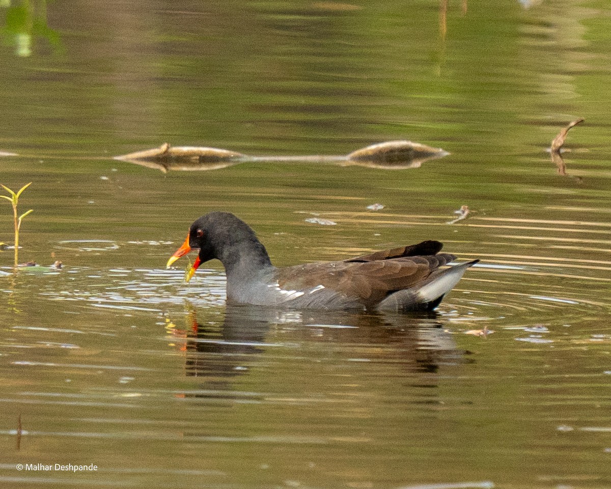 Gallinule poule-d'eau - ML644705480