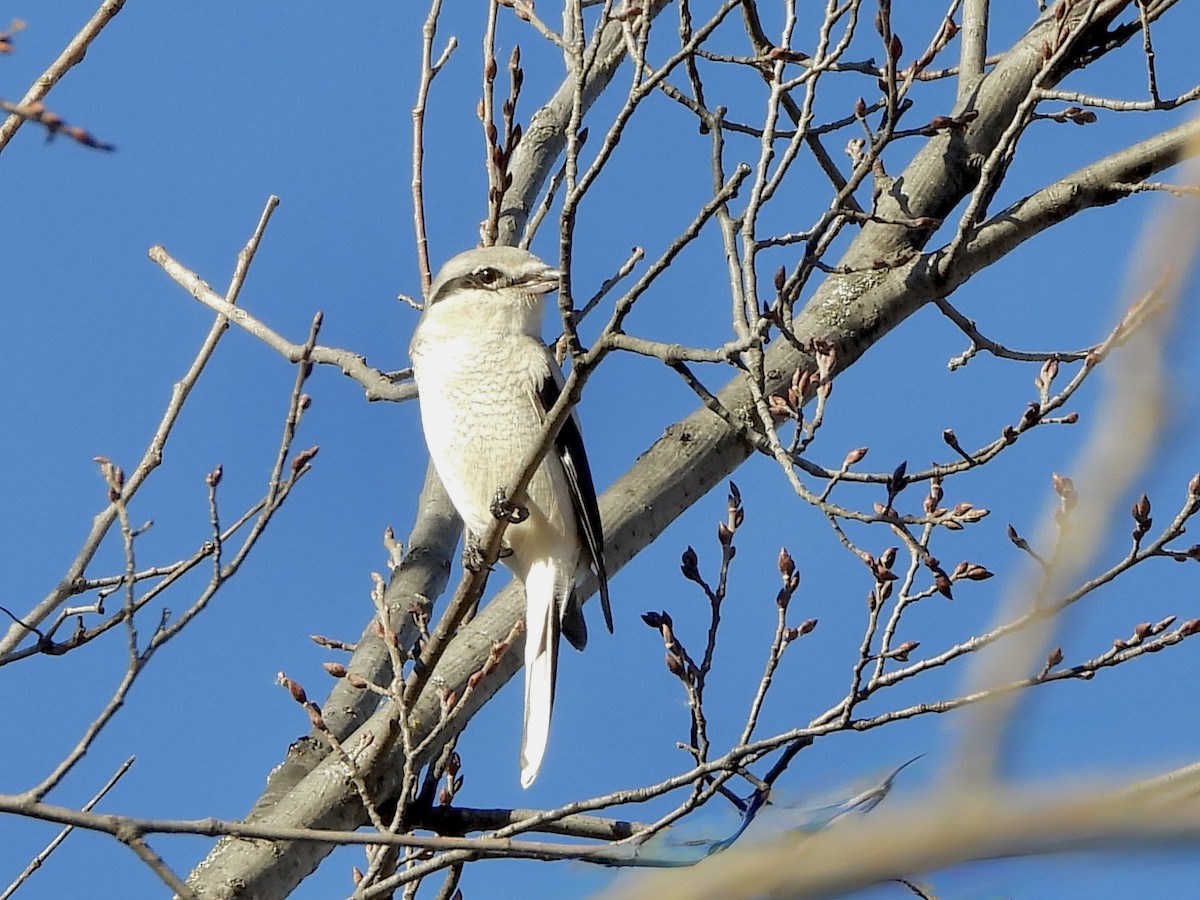 オオモズ - ML644705481