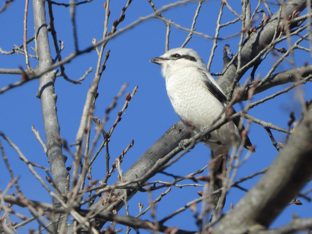 オオモズ - ML644705482