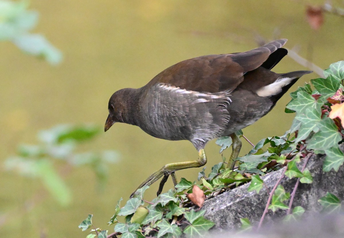 Gallinule poule-d'eau - ML644705490