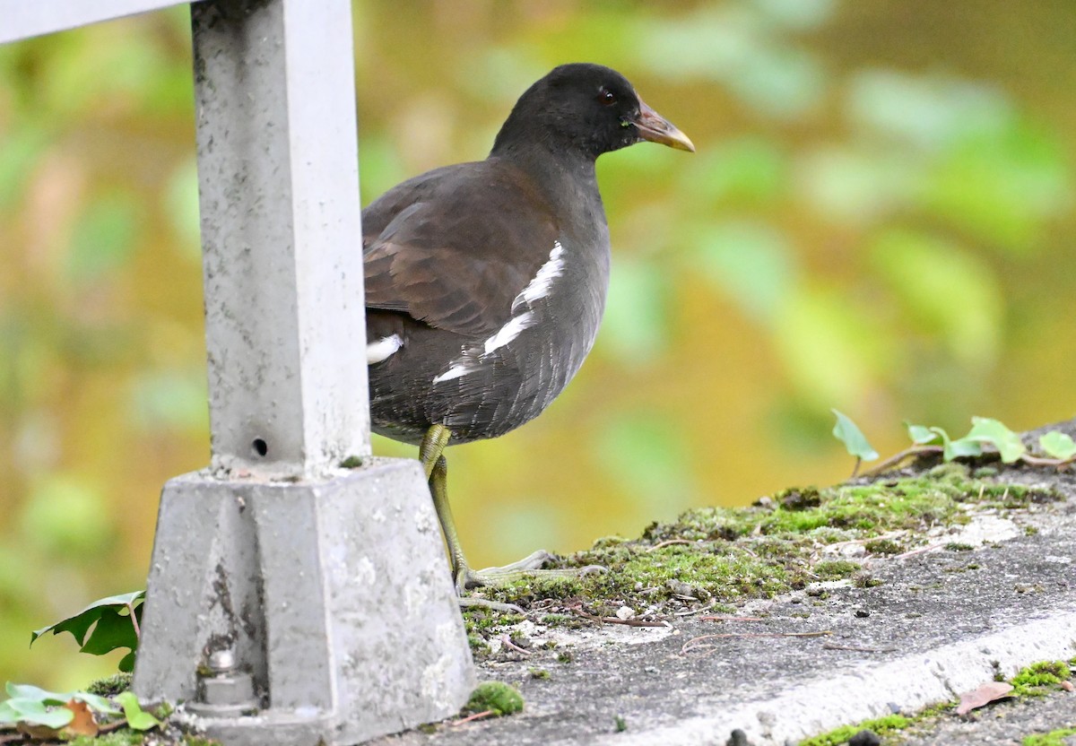 Gallinule poule-d'eau - ML644705491