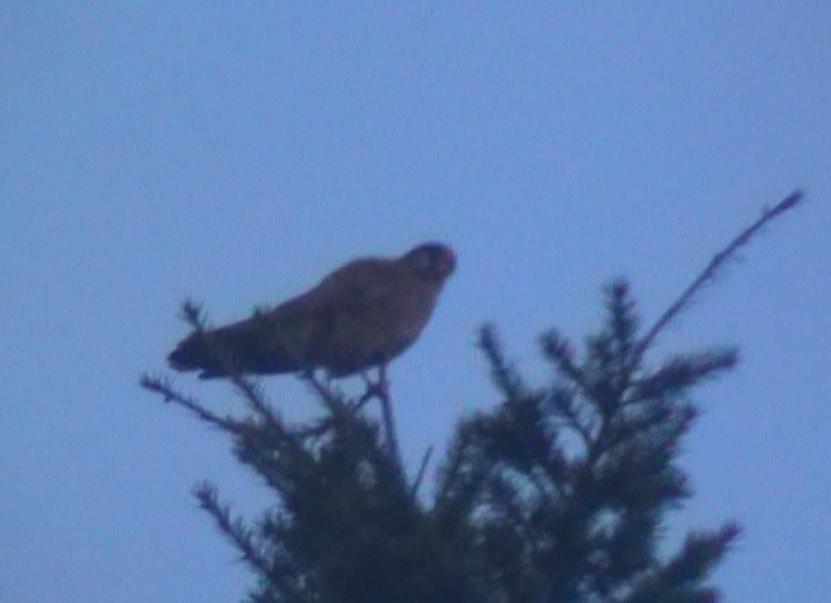 Eurasian Kestrel - ML644705493