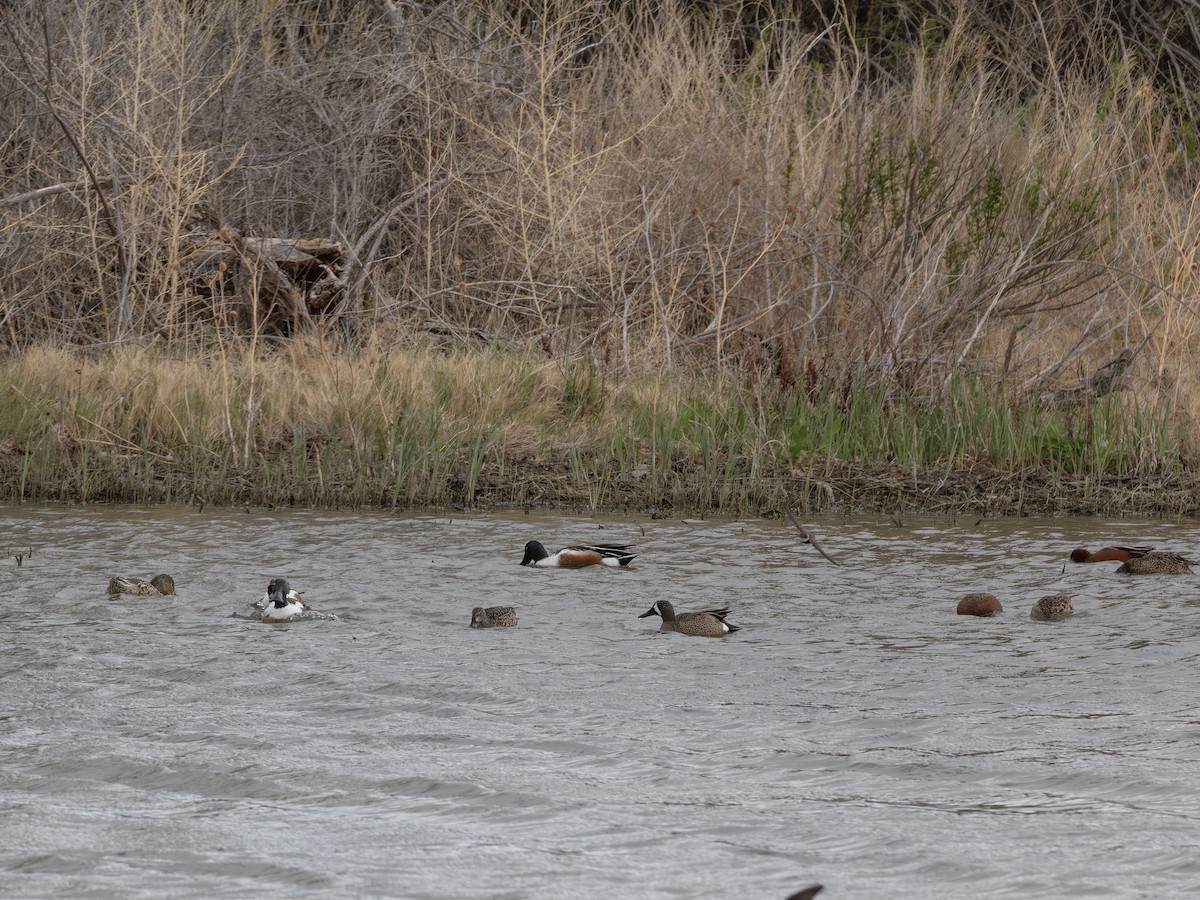 Blue-winged Teal - ML644705503