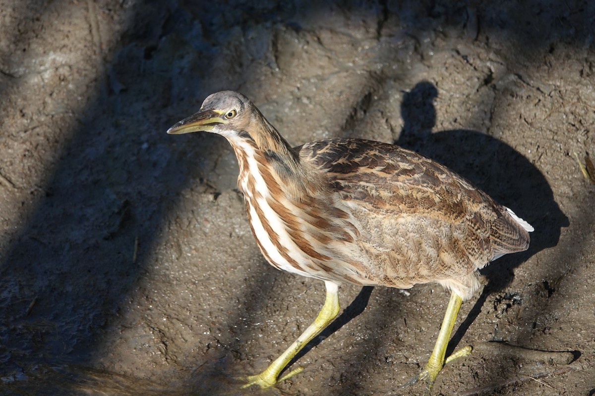 Amerika Balabanı - ML644705512