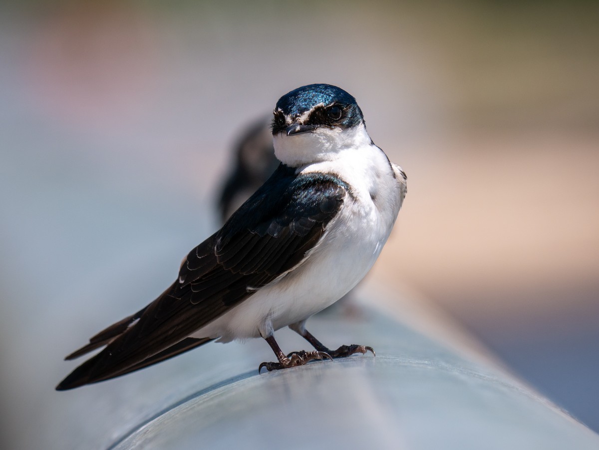 Ak Sokumlu Kırlangıç - ML644705517