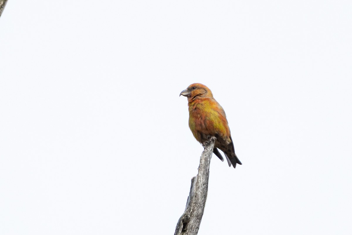 Гацуурын солбин хошуут - ML644705537