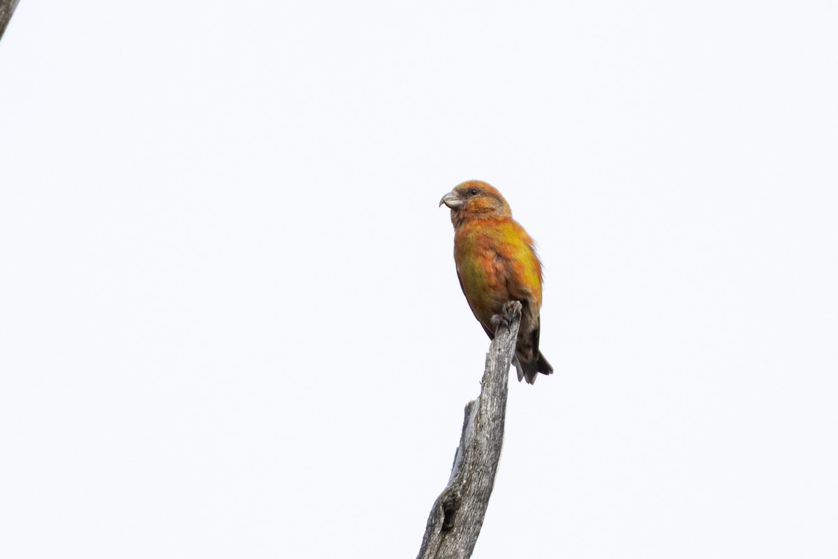 Гацуурын солбин хошуут - ML644705538