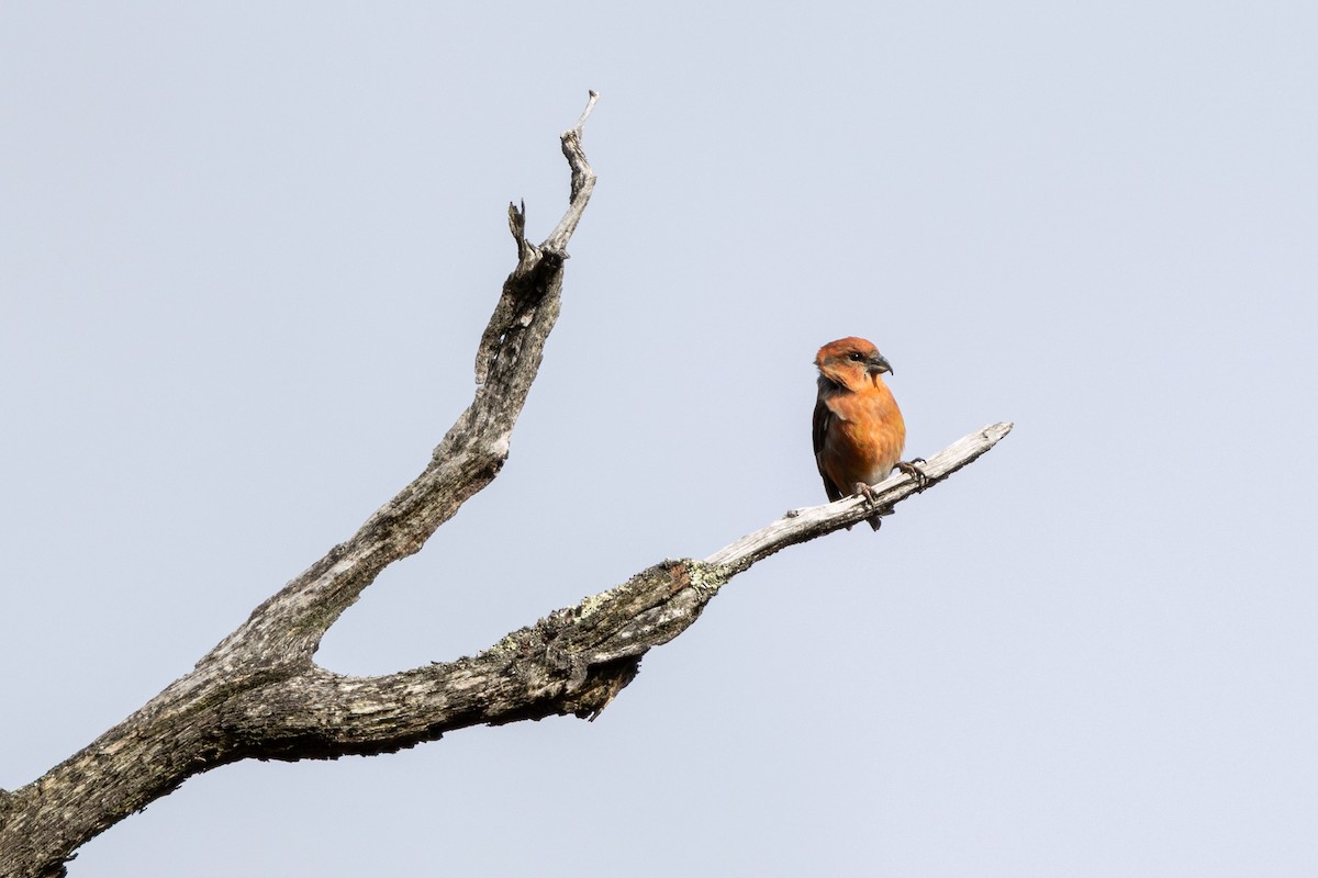 Гацуурын солбин хошуут - ML644705539