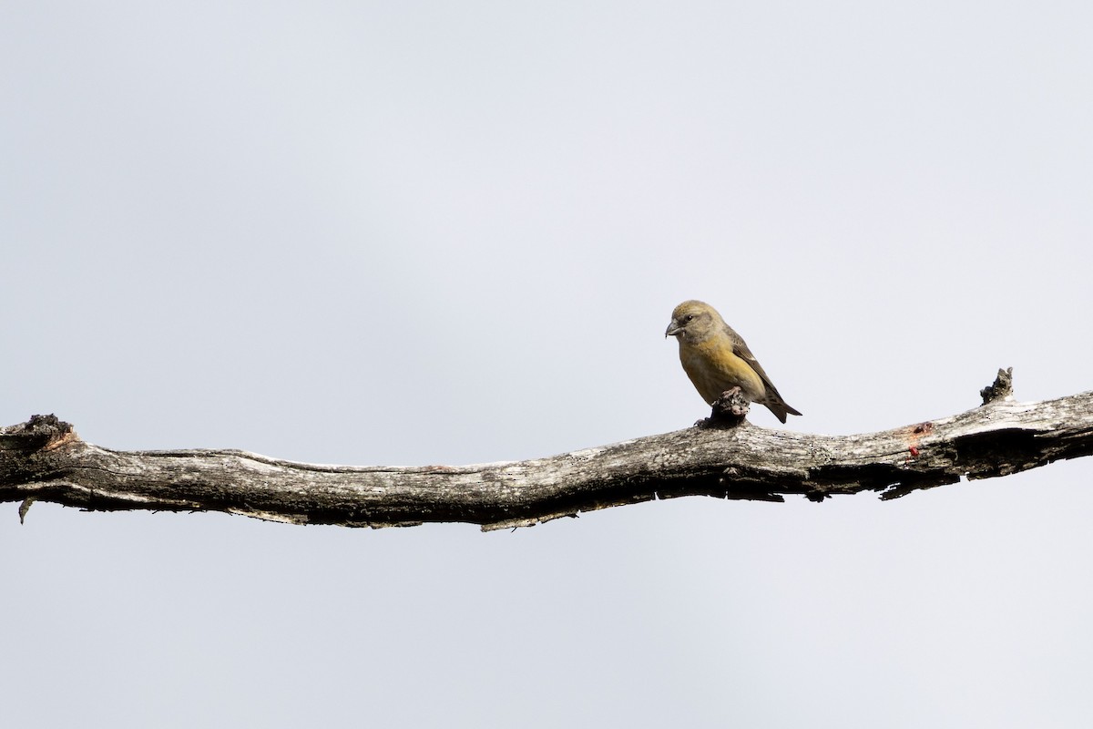 Гацуурын солбин хошуут - ML644705540