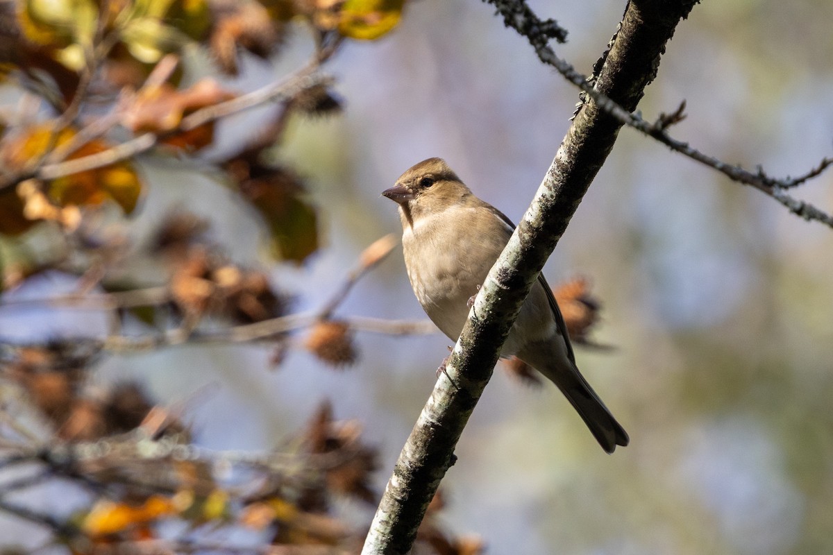 Common Chaffinch - ML644705541