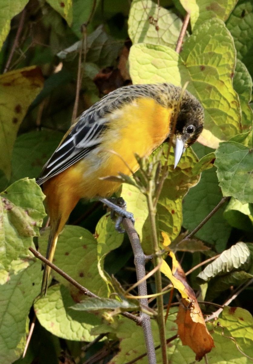 Балтиморский трупиал - ML644705543