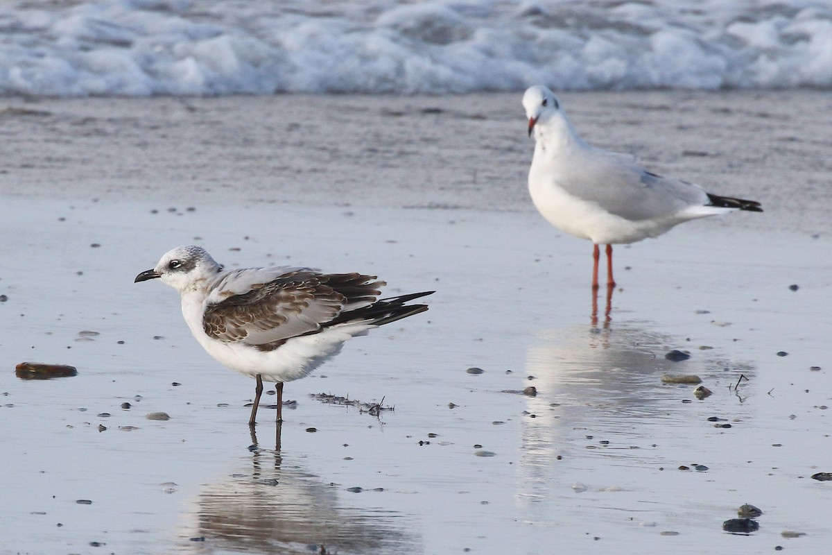 Mediterranean Gull - ML644705544