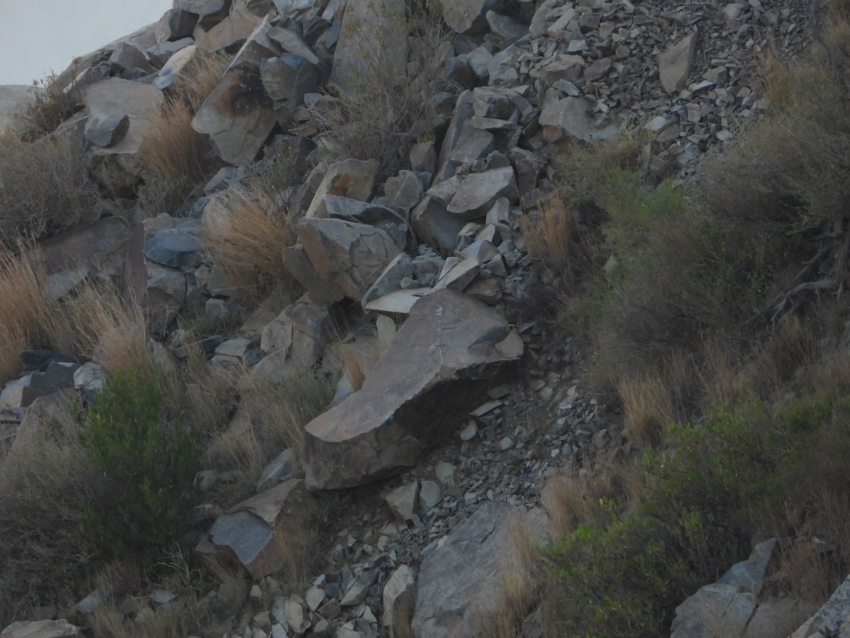 アラビアイワシャコ - ML644705546