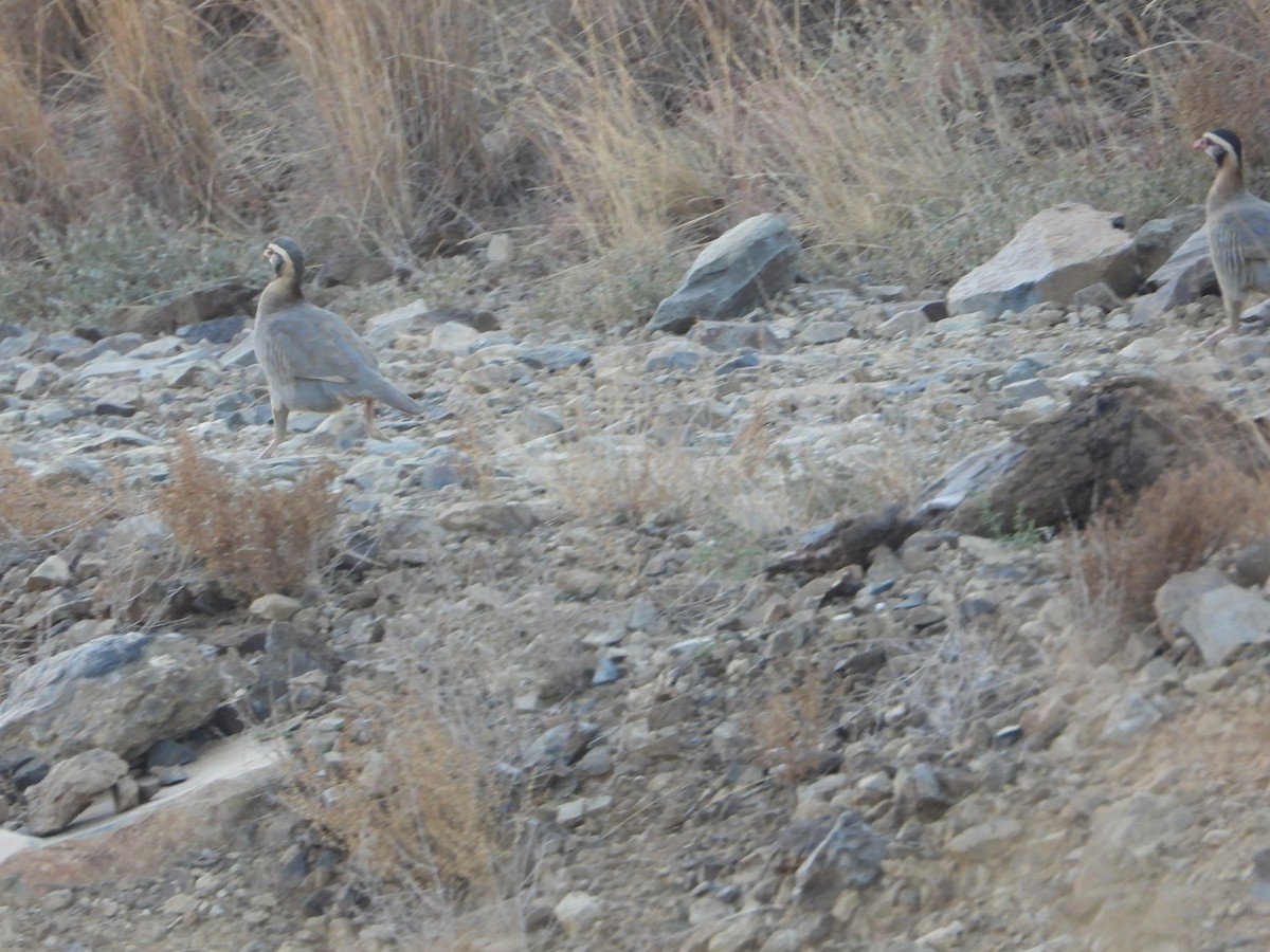 アラビアイワシャコ - ML644705548