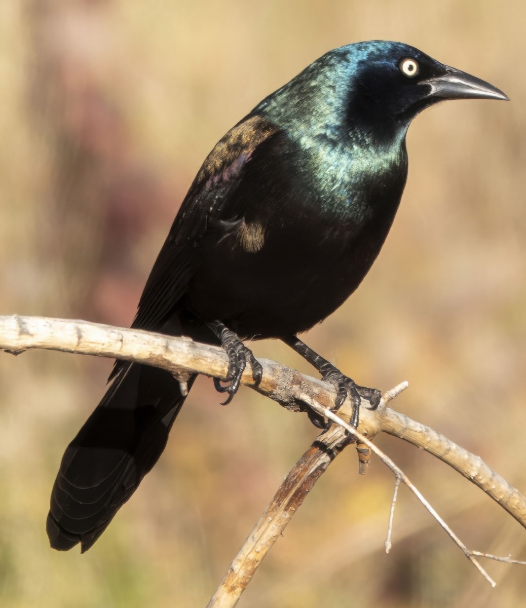 Пурпурный гракл - ML644705549