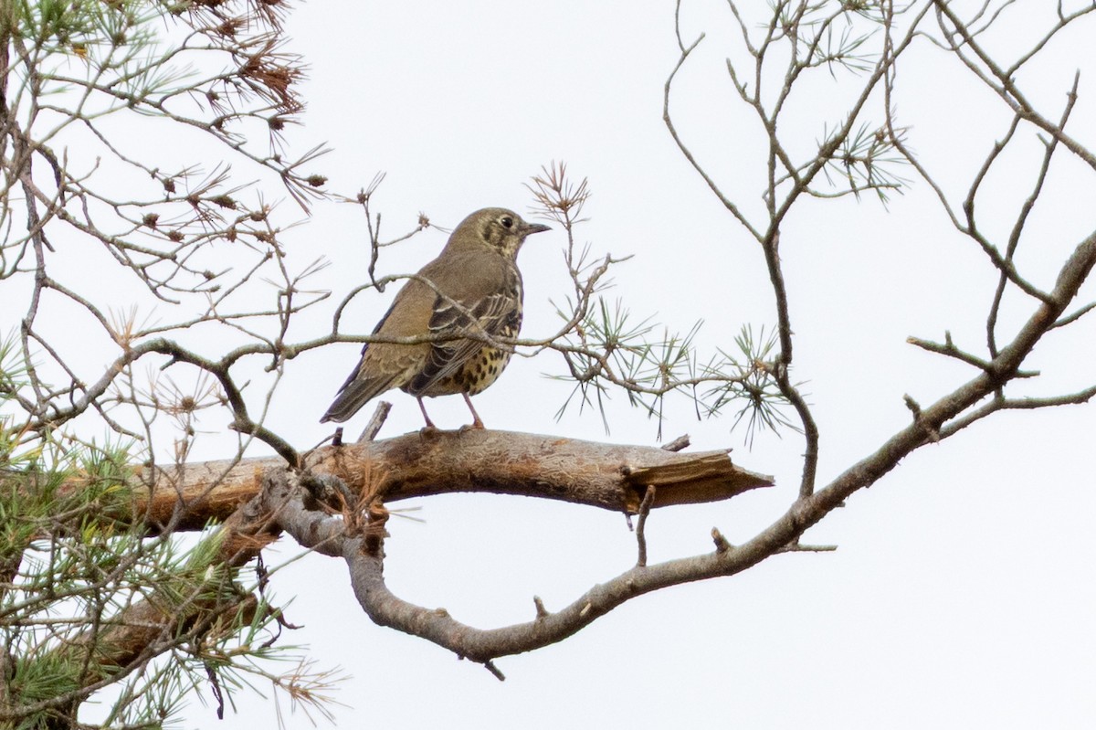 槲鶇 - ML644705551