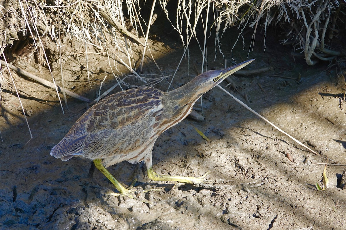 Amerika Balabanı - ML644705552