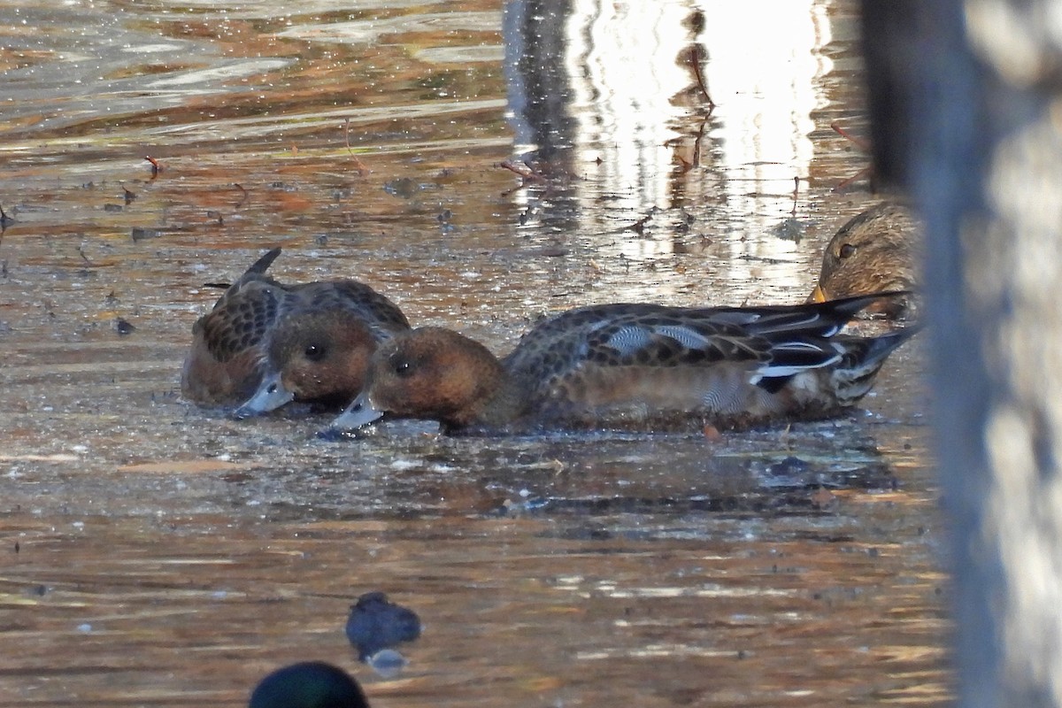 ヒドリガモ - ML644705555