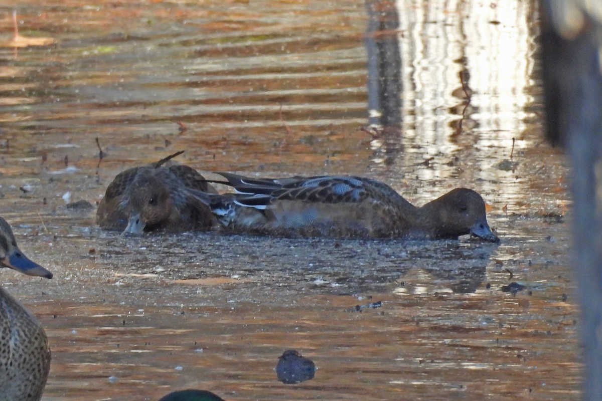 ヒドリガモ - ML644705556