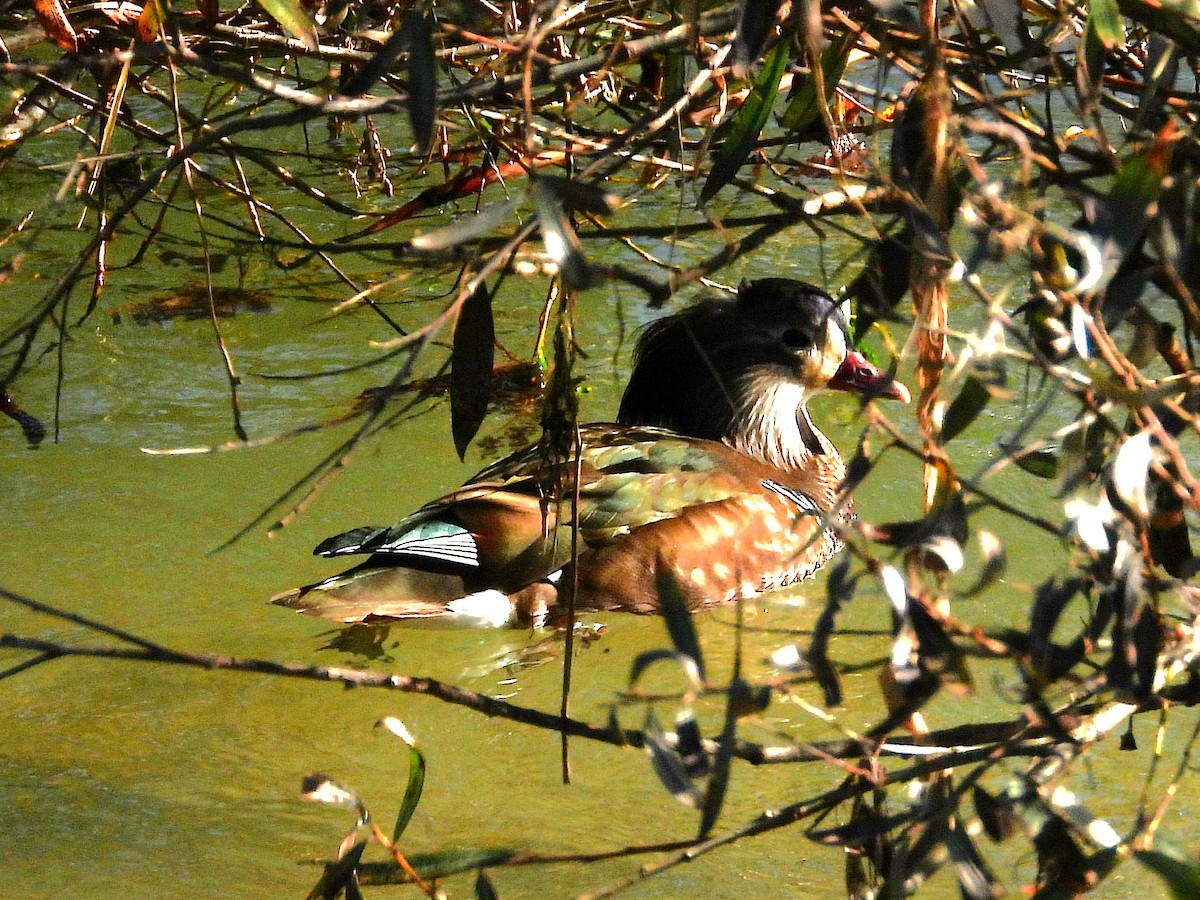 オシドリ - ML644705559