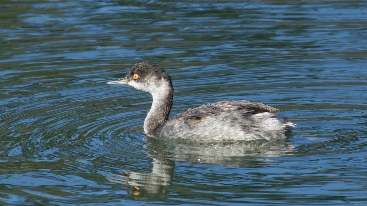 Eared Grebe - ML644705562