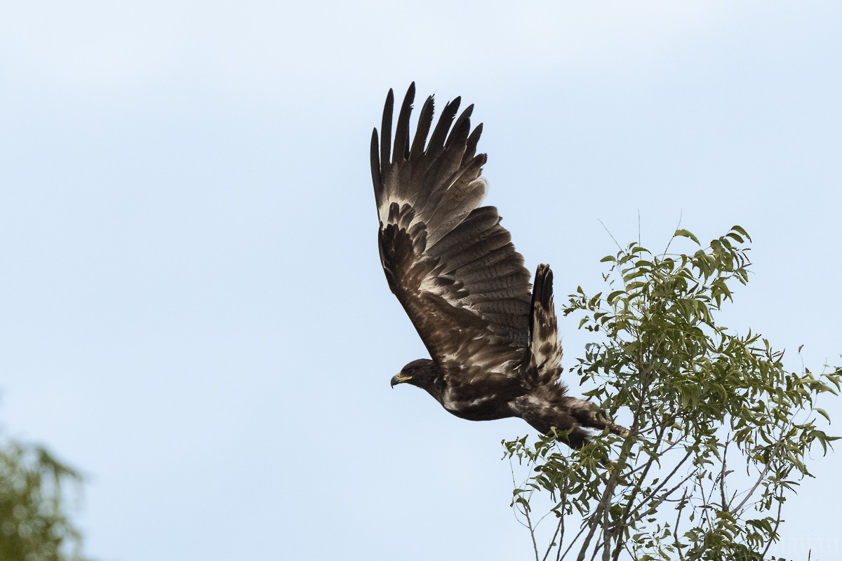 Greater Spotted Eagle - ML644705568