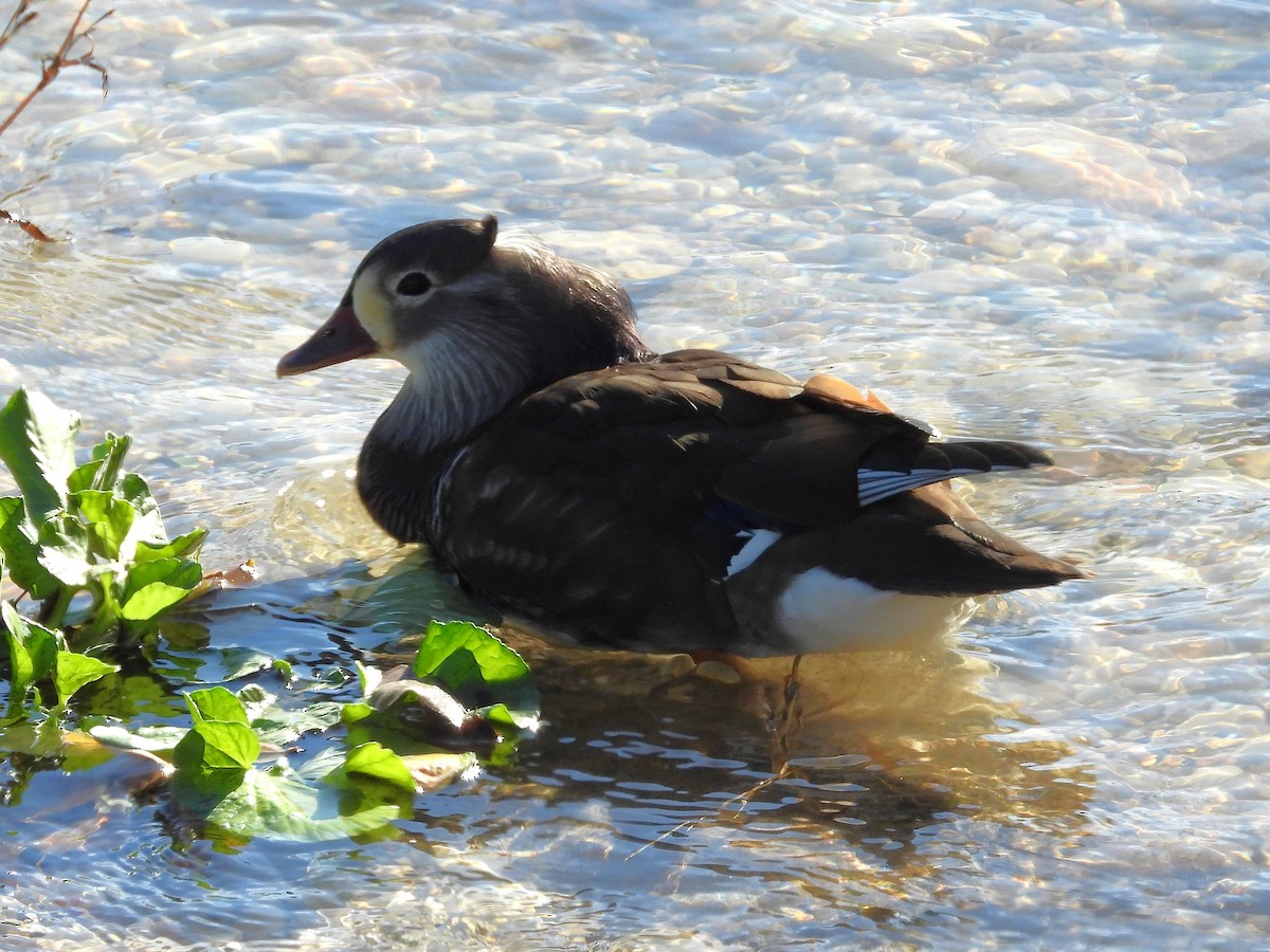 オシドリ - ML644705573