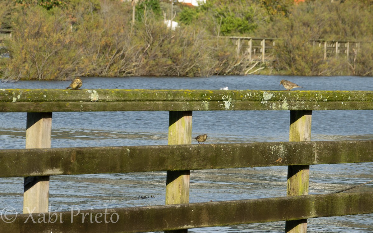 Rock Pipit - ML644705574