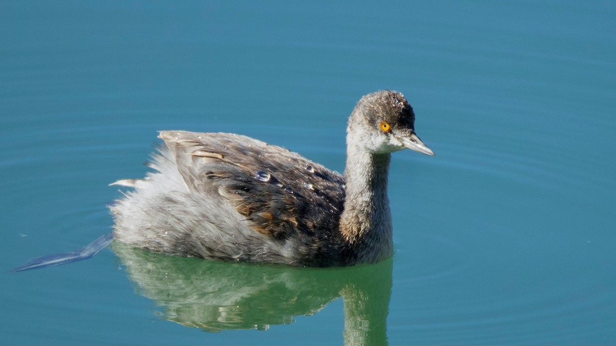 Eared Grebe - ML644705579