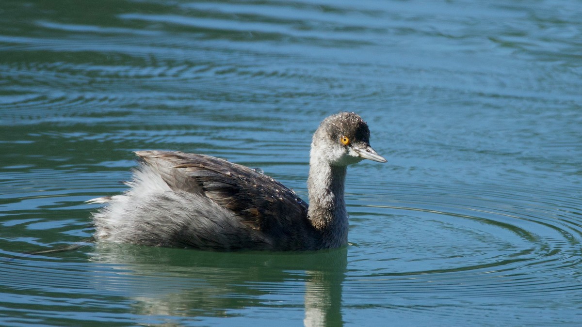 Eared Grebe - ML644705580