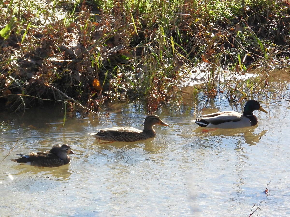 オシドリ - ML644705581