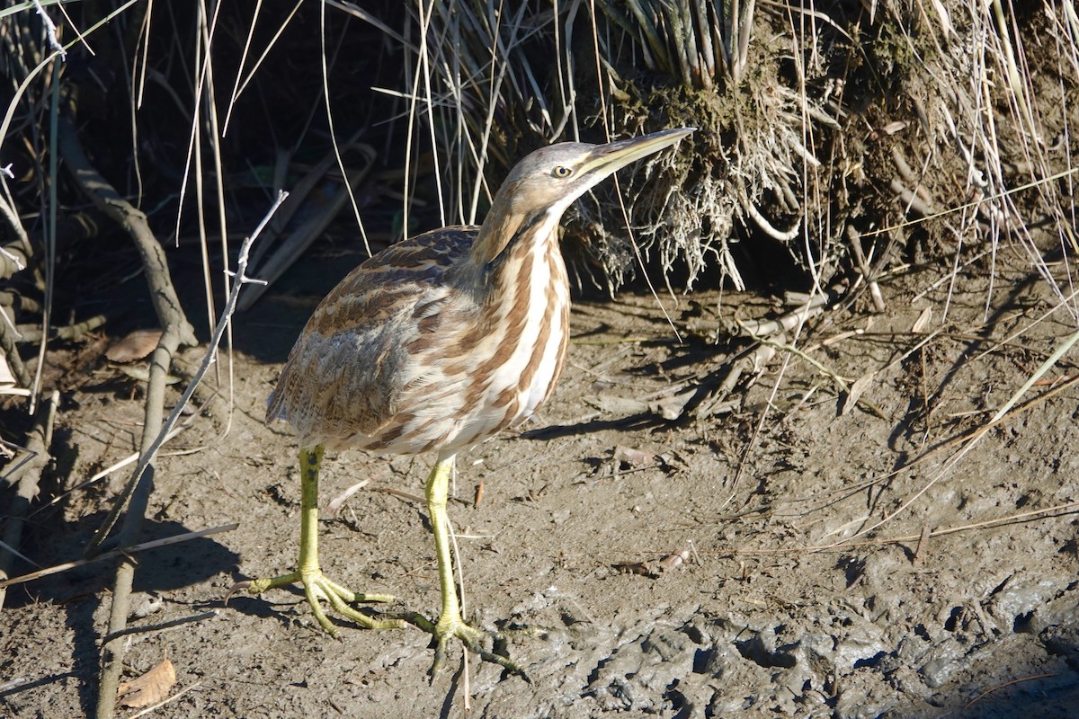 Amerika Balabanı - ML644705582