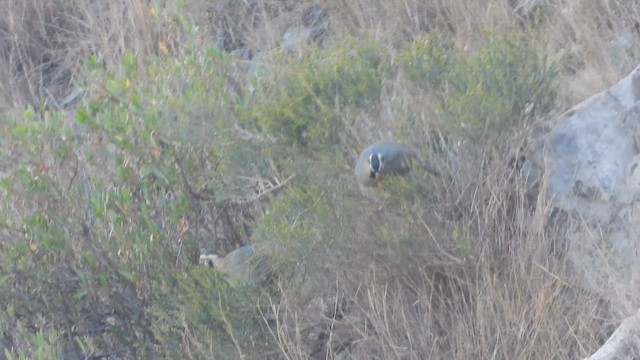 アラビアイワシャコ - ML644705589