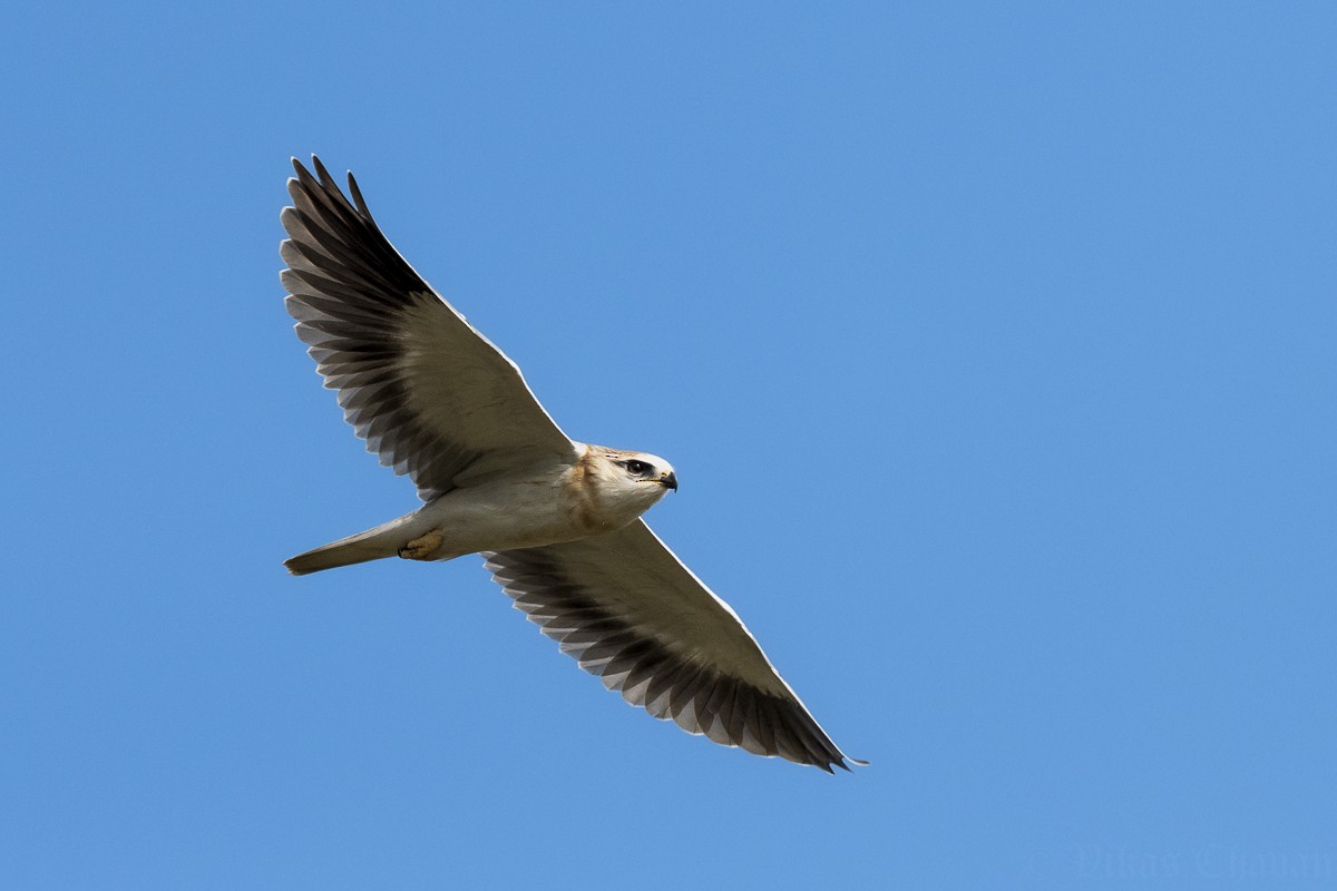 Black-winged Kite - ML644705590